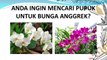 PALING DICARI ..! HP/WA*082-220-228-118, Promo pupuk untuk anggrek alami Kepulauan Anambas, harga  pupuk anggrek Lingga