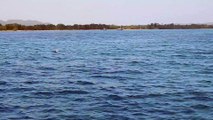 Snorkel boat from Hedonism resort with dolphins off the coast in Negril. Jamaica