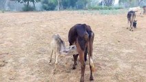 A cow Suckle our calf.