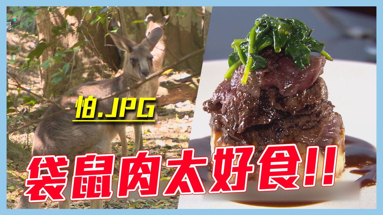【袋鼠肉～媲美牛肉的稀奇野味？！】愛玩客 精華