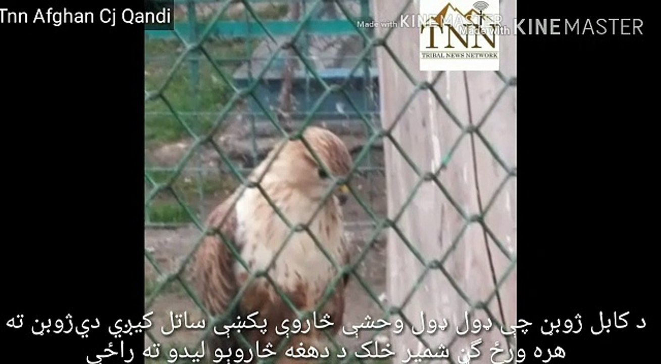 Kabul Zoo