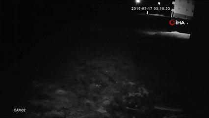 Aç kalınca köye inen kurtlar böyle görüntülendi