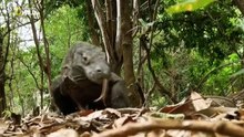 The Most Deadly Predators on Earth  (Nature Documentary)