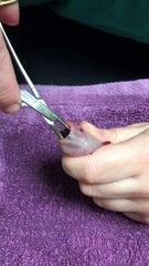 Huge Stone Stuck in Axolotl's Throat