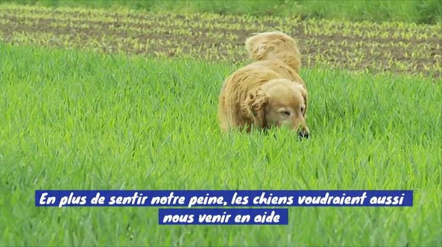 Les chiens sont toujours prêts à nous porter secours !