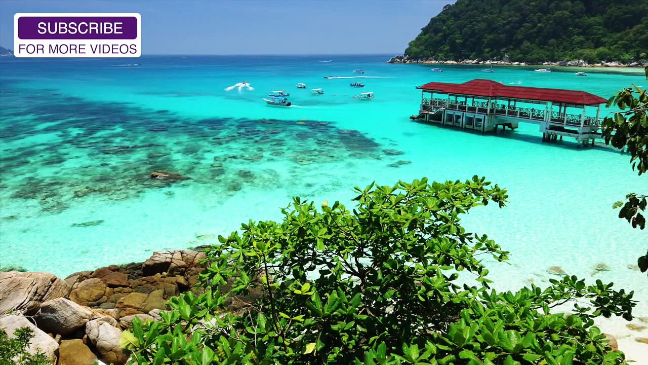 À 30 Minutes de la Meilleure Cochon de Guinée Autour de la Musique! Détendez-vous Votre Cochon de Guinée avec de la Musique!