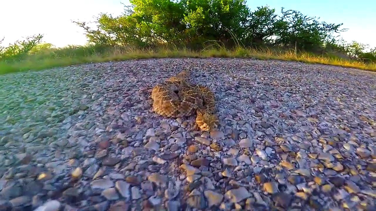 Rattlesnake bites camera while being ushered out of road in Texas