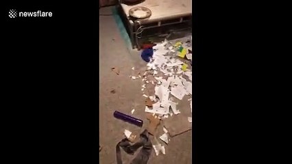 Cheeky hound chews through 'Dog Training for Dummies' book