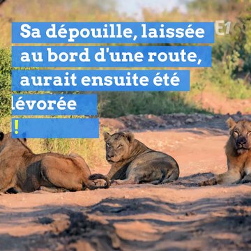 Un braconnier tué par un éléphant puis mangé par des lions