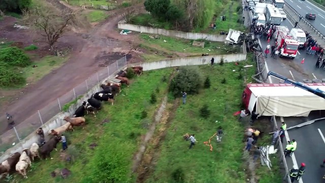 Büyükbaş hayvan yüklü tır devrildi (2) - KOCAELİ