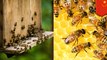 Pasangan ini dilaporkan polisi karena pelihara 10.000 lebah di Apartemen - TomoNews