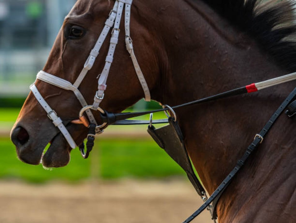 L'entraînement des chevaux de course