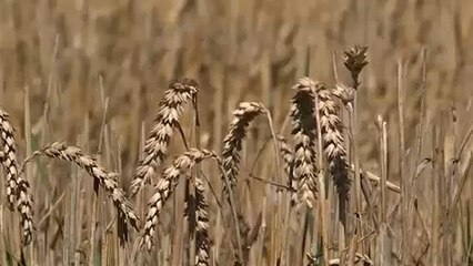 Az idei gabonatermés nem fedezi a szükségletet