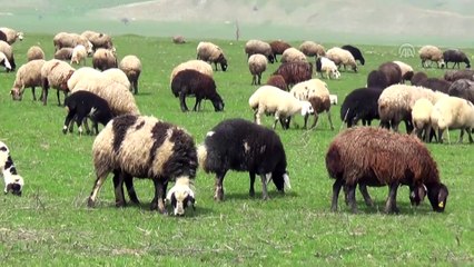 Muş'ta besicilerin 'mera hasreti' sona erdi