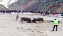 Erzurum Boğa Güreşinde Heyecandan Kalbi Durdu