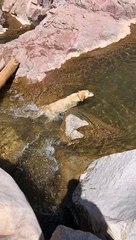 Dog enjoying waterfall gets stuck and pulled out by owner