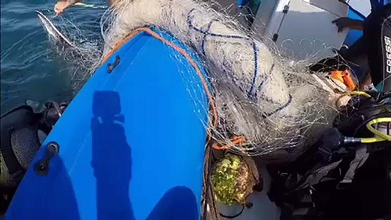Researchers in Mozambique save manta ray from fishing net