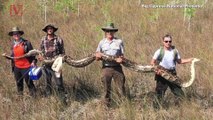 140 Pound Massive Python With Over 70 Eggs Caught in Florida