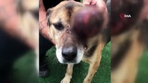 Yaralı köpek, tedavi için 900 kilometre yol gitti