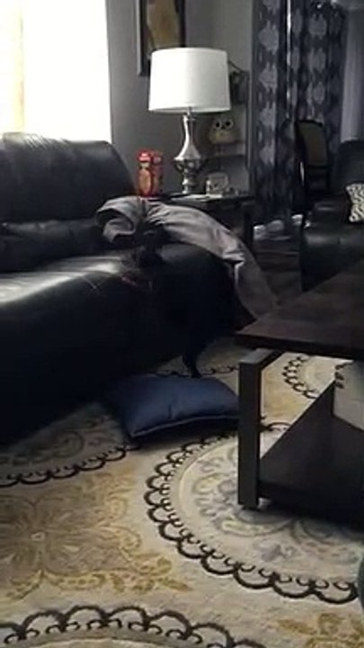 Ridicule ce petit chien n'arrive pas à monter sur le canapé !