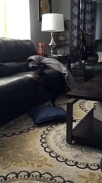 Ridicule ce petit chien n'arrive pas à monter sur le canapé !