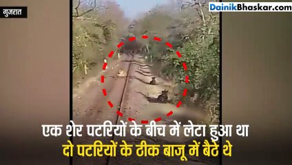 जब तीन शेरों ने रुकवादी ट्रेन ! कुछ नहीं कर पाया ड्राइवर