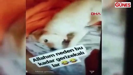 Köpeğe işkence edip kamerayla kaydetti