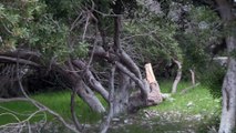 Akbük Koyu'nda ağaçların kesilmesi - MUĞLA