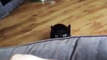 Vous n'avez jamais vu un aussi beau chat. Regardez !