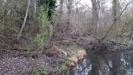 Sortie Nature à Erstein  :  les voix de la forêt