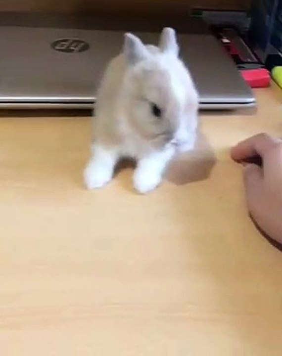 Ce bébé lapin qui danse va vous redonner le sourire. Trop cute !