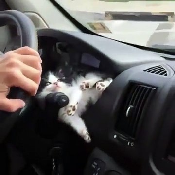 Ce que fait ce chaton dans une voiture est à mourir de rire !