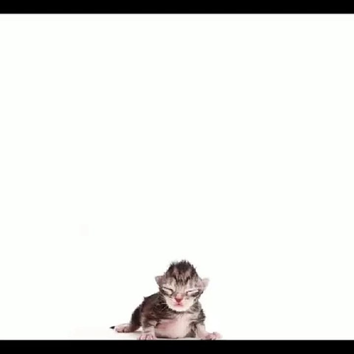 A cat's life in 15 seconds.