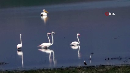 Gelingüllü Barajı göçmen kuşların durağı oldu