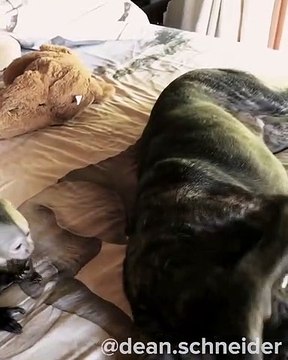 Quand un bébé singe essaie de réveiller un chien, voici ce que ça donne. A mourir de rire !