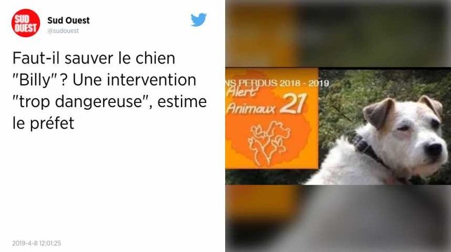 Préfet contre défenseurs des animaux : le sauvetage du chien Billy fait polémique