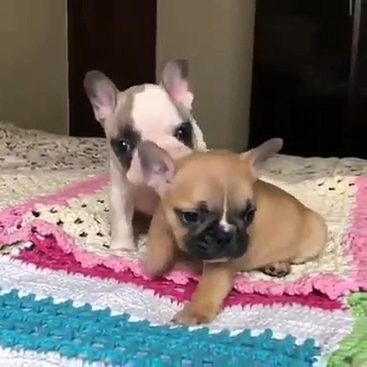 Ces deux chiots vont égayer votre humeur. Trop chou !