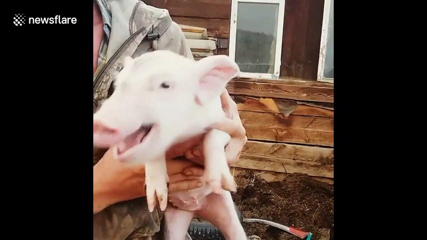 Squealing Piglet In East Russia Just Wants To Be Stroked Video Dailymotion