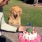 Ce chien n'aime vraiment pas qu'on touche à son gâteau d'anniversaire. Trop marrant !