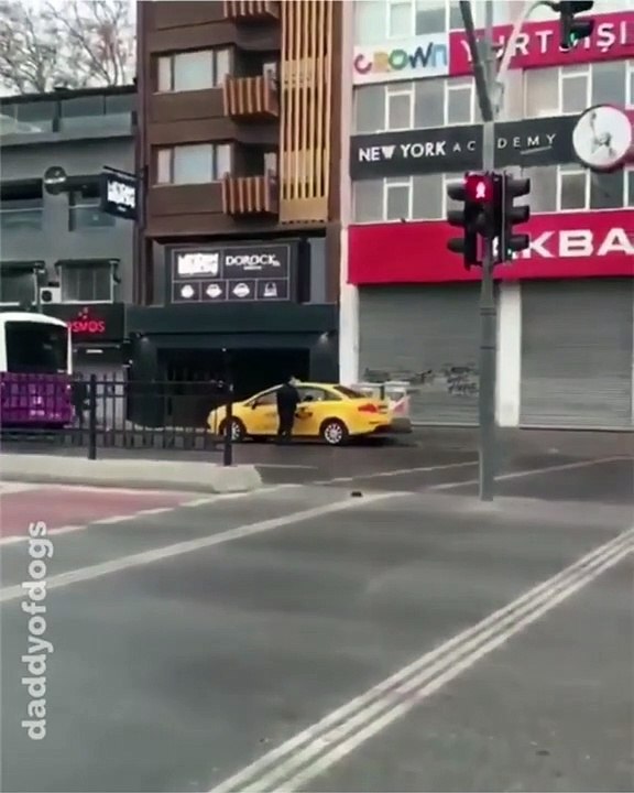 Étonnant ! Beaucoup de personnes peuvent apprendre de ce chien. Regardez jusqu’à la fin !