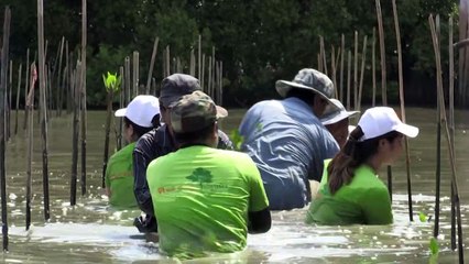 معبد عائم في تايلاند يتصدى للتآكل الساحلي بزرع أشجار القرب