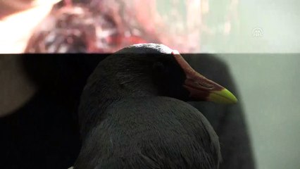 Uşak'ta kedinin ağzından kurtarılan su tavuğu tedaviye alındı