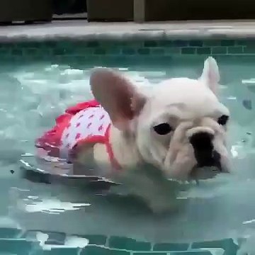 Cette chienne croit qu'elle sait nager. Hilarant !