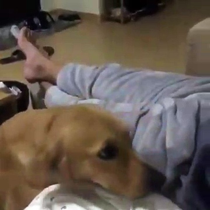 Un adorable chien demande l'attention de son maître. Trop chou !