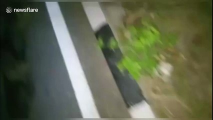 Young wild elephant injured after being hit by truck crossing road in northern India