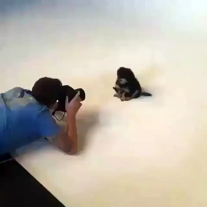 Regardez le shooting hilarant d'un chien cherchant d'où vient le flash. Trop marrant !