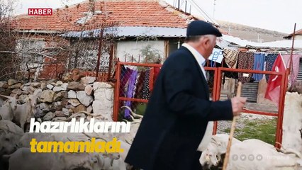 Ankara tiftik keçisi için kırkım zamanı