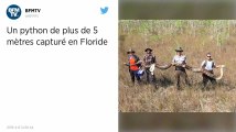 Un python de plus de 5 mètres capturé en Floride