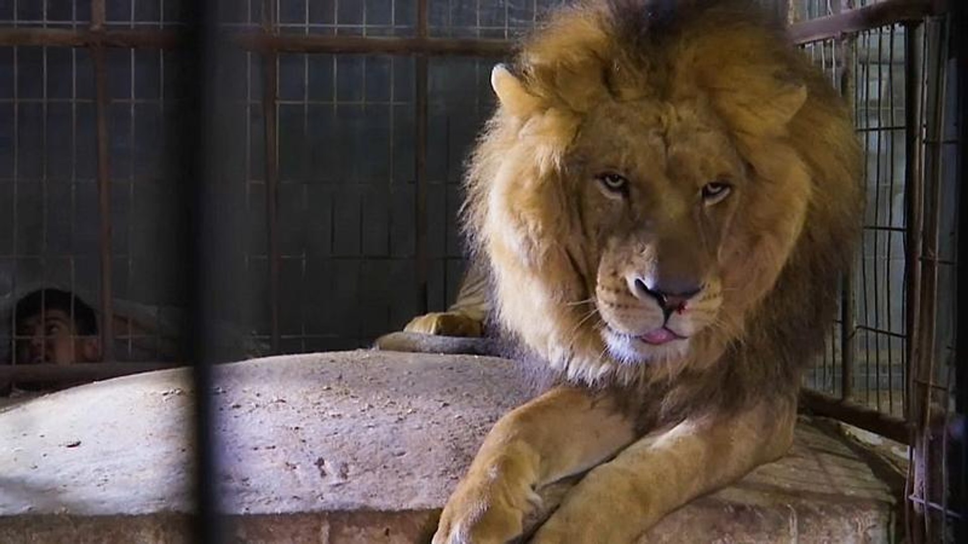 ⁣Animals evacuated from neglected Gaza zoo