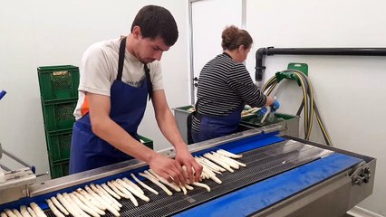 Le tri des premières asperges à l’EARL Morgenweider de Village-Neuf